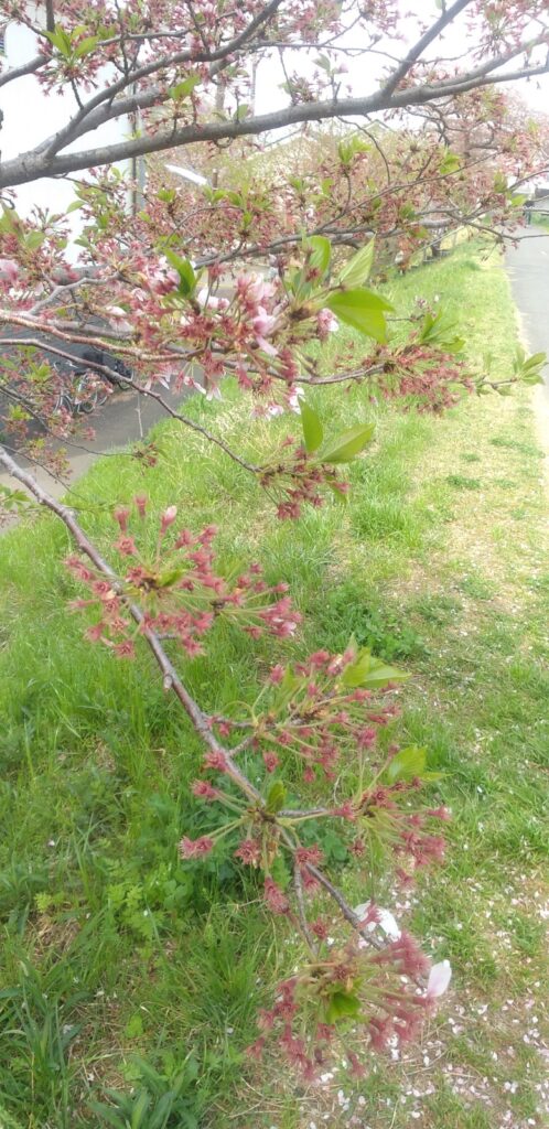 桜の花が散ったあとのガクの淡い赤みと新緑